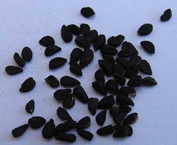 آشنایی با گیاه دارویی سیاهدانه  و کاربرد آن در مرغداری